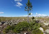 Puur en Ongerept Zweden foto 4