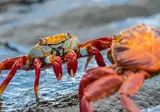 Beautiful Ecuador and Galapagos foto 6
