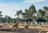 Safari Resort Beekse Bergen foto 5
