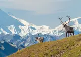 Ontdek Alaska foto 5