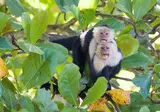 Ontdek Costa Rica foto 10
