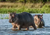 Ontdek het Noorden van Zuid-Afrika incl. Kruger foto 8