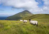 8-daagse rondreis Hello Ireland foto 5