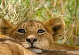 Explore the Great Nature of Tanzania foto 5