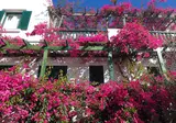 Villea Village foto 8