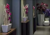 Dodo Hotel foto 6