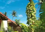 Chaweng Cove Beach Resort foto 24