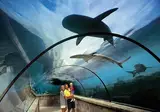 The Cove at Atlantis foto 3
