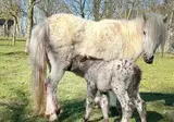 Vodatent Camping de Waterbuffelfarm foto 11