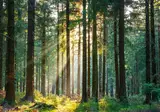 De Moezel, het Zwarte Woud en het Sauerland op het gemak foto 12