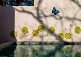Jardim Da Lapa by Shiadu foto 7