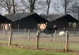 Vodatent Camping de Waterbuffelfarm foto 13