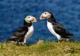 Orkney en Shetland Eilanden foto 7