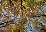Vakantiepark Schoorlse Duinen foto 11