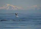 Western Canada & The Inside Passage foto 12