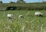 Nieuw Leven Texel foto 20
