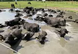 Vodatent Camping de Waterbuffelfarm foto 2