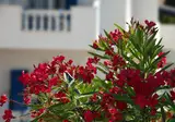 Hotel Muses foto 4