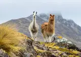 Explore Magnificent Peru foto 5