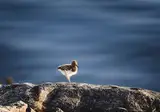 Ontdek Tromsø en de Noordkaap foto 23