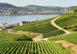 Over de Rijn naar Rüdesheim vanaf Rotterdam foto 11