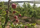 Hotel Rural Vila Gale Alentejo Vineyards foto 10