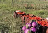 Masseria Chicco Rizzo foto 27
