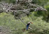 Geheime Schatten van Tanzania foto 13
