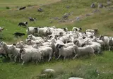 Het hart van Schotland foto 12