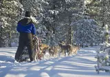 8 daagse excursiereis Arctic Light in the Forest foto 4