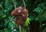 Fascinerend Indonesië foto 1