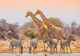 14 daagse reis Ontdek Namibië excl vlucht foto 2