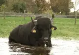 Vodatent Camping de Waterbuffelfarm foto 7
