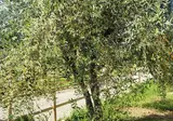 Camping Viovillas Country House Arezzo foto 11