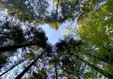 La Forêt foto 8