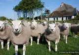 De Krim foto 31