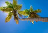 Cruise Dominicaanse Republiek naar Italië, incl. 6 nachten Punta Cana foto 3