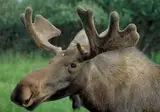 Alaska & Yukon Highlights foto 4