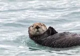 Rocky Mountain Rail Tour and the Inside Passage foto 23