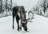 A Winter Adventure in Jasper foto 5