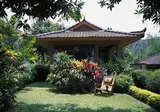 The Damai foto 25