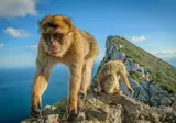 Ontdek Gibraltar, Ronda en de westelijke Costa del Sol vanuit Mijas foto 3