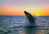 Whales, Bears and Vancouver Island foto 1