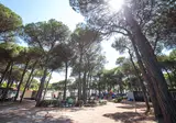 Pineta Sul Mare Camping Village foto 7