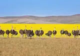 Suid-Afrika Compleet foto 13
