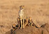 Tanzania op het gemak foto 10