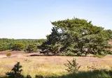 Brunssummerheide foto 23