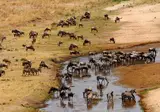 13 daagse safari Ritme van Serengeti & Zanzibar foto 1