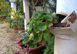 Zinovia foto 18