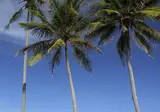 The Palms Zanzibar foto 4